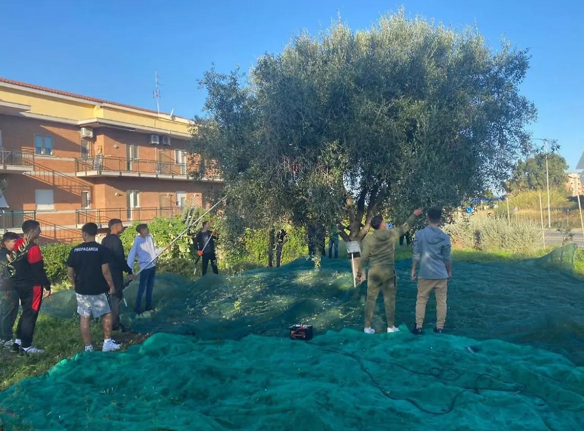Gli studenti del Cardarelli in trasferta a Civitavecchia per raccogliere le olive