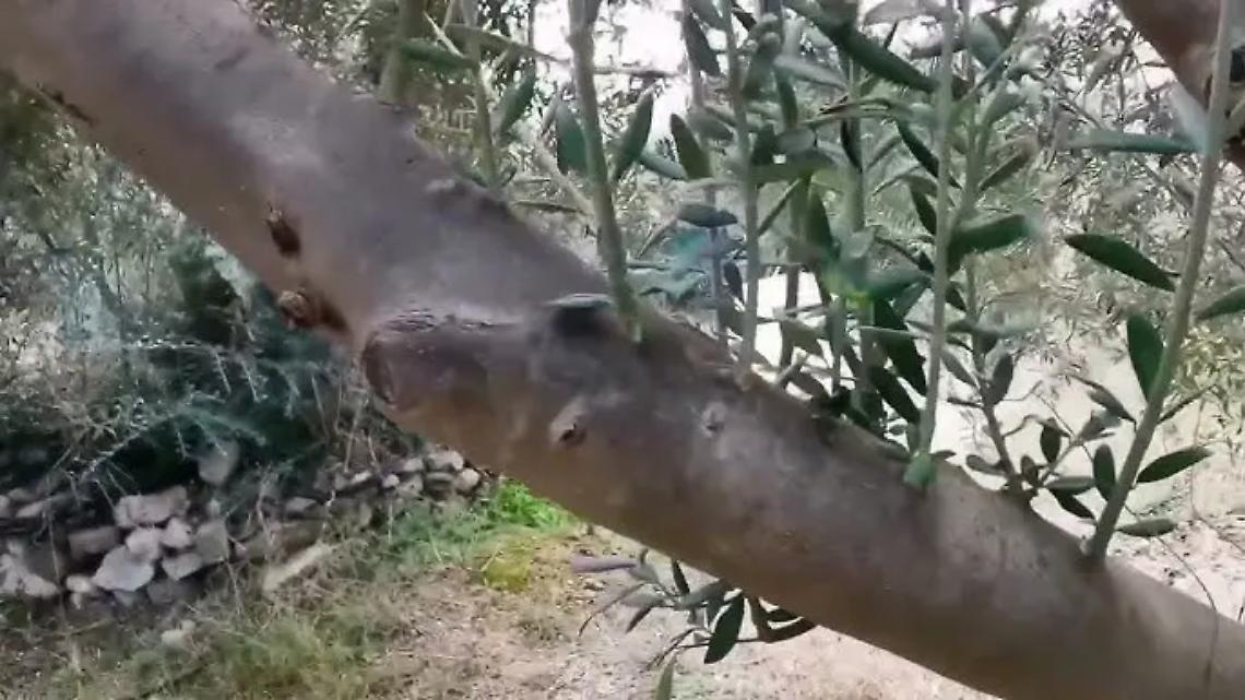 Al via l&rsquo;acquisto di piante di ulivo e da frutto