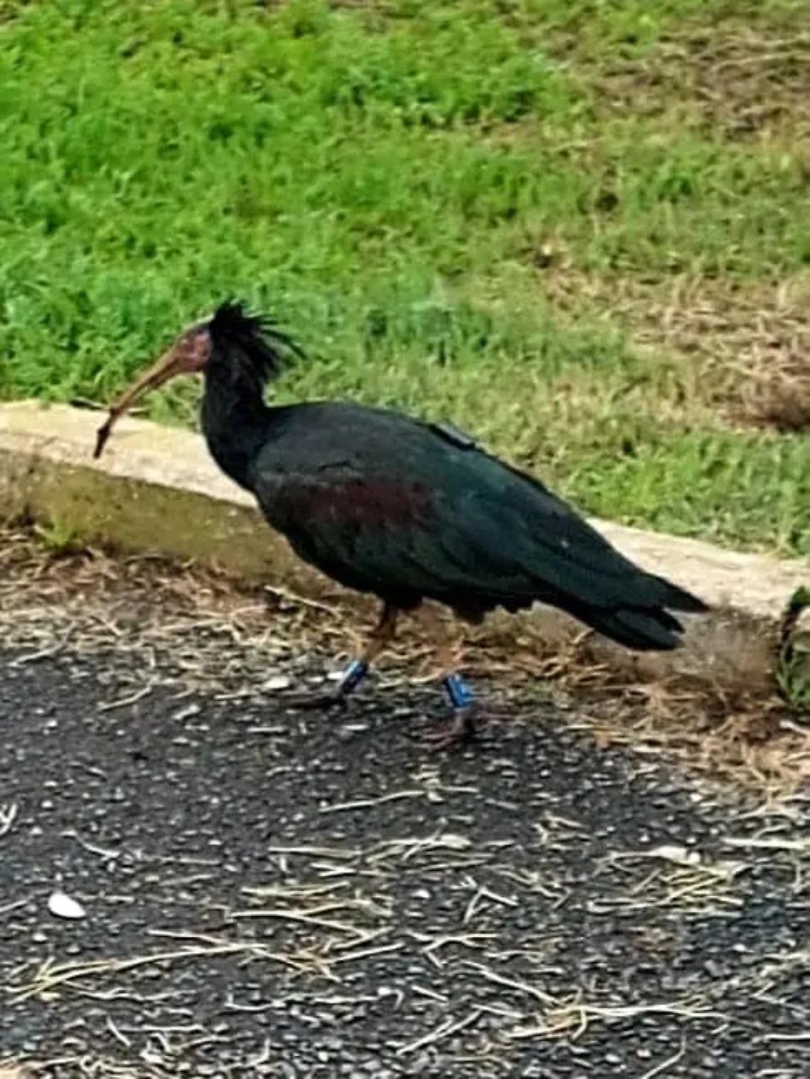 Due Ibis eremita al parco: sono 550 nel mondo