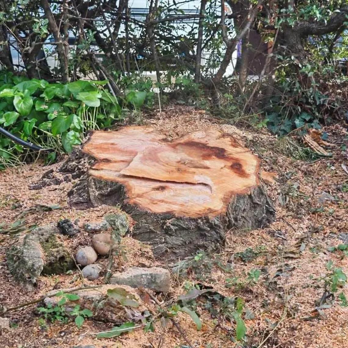 Salice abbattuto, Antonio Marino torna a raccontare i motivi dell&rsquo;azione &laquo;scellerata&raquo;