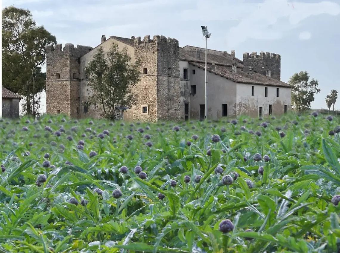 &laquo;I nostri carciofi attaccati dai funghi&raquo;