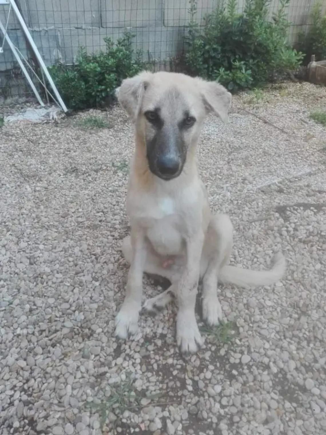 Zampa salvato e guarito, ora cerca una famiglia