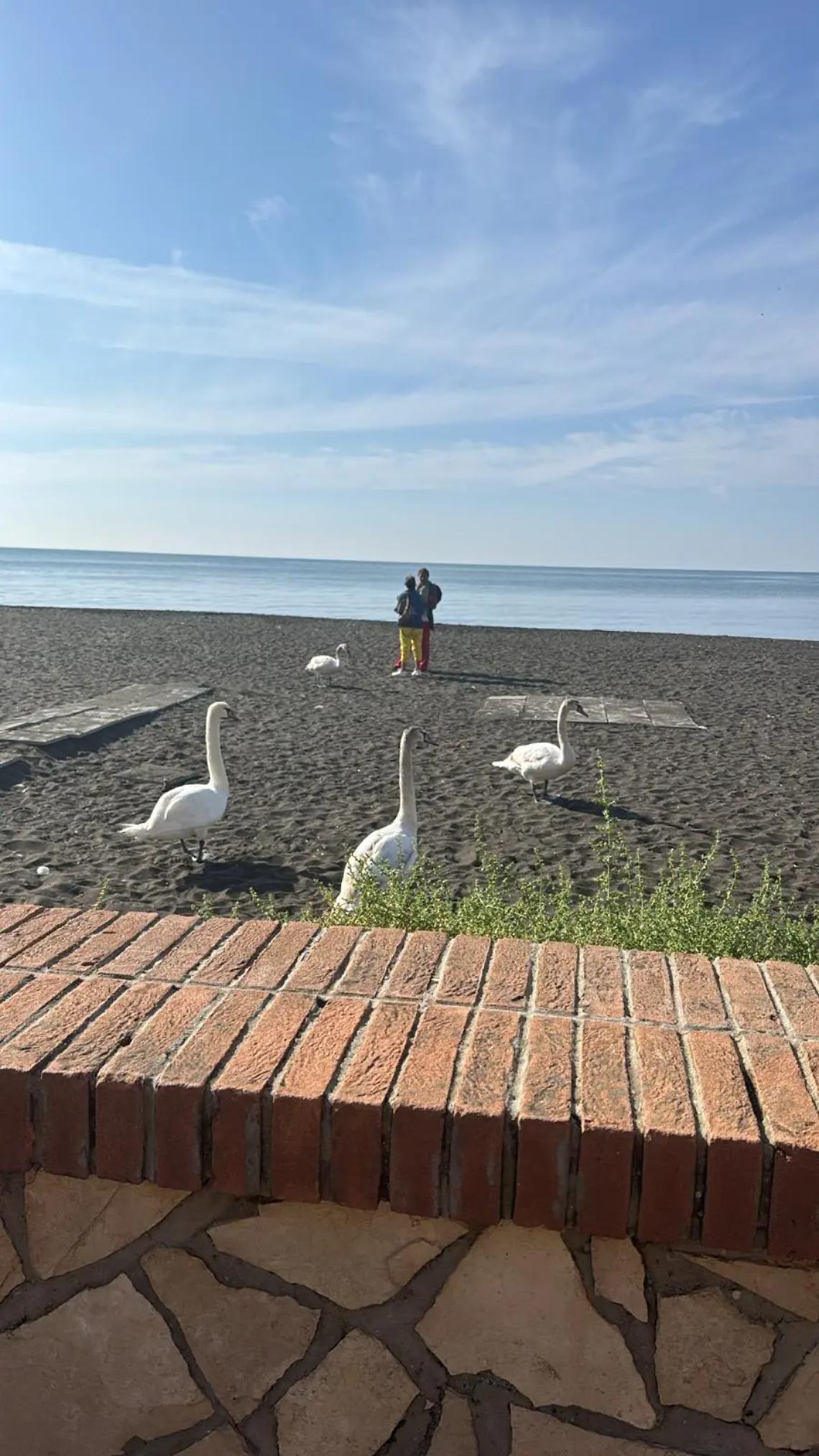 Spettacolo in spiaggia, tornano i cigni