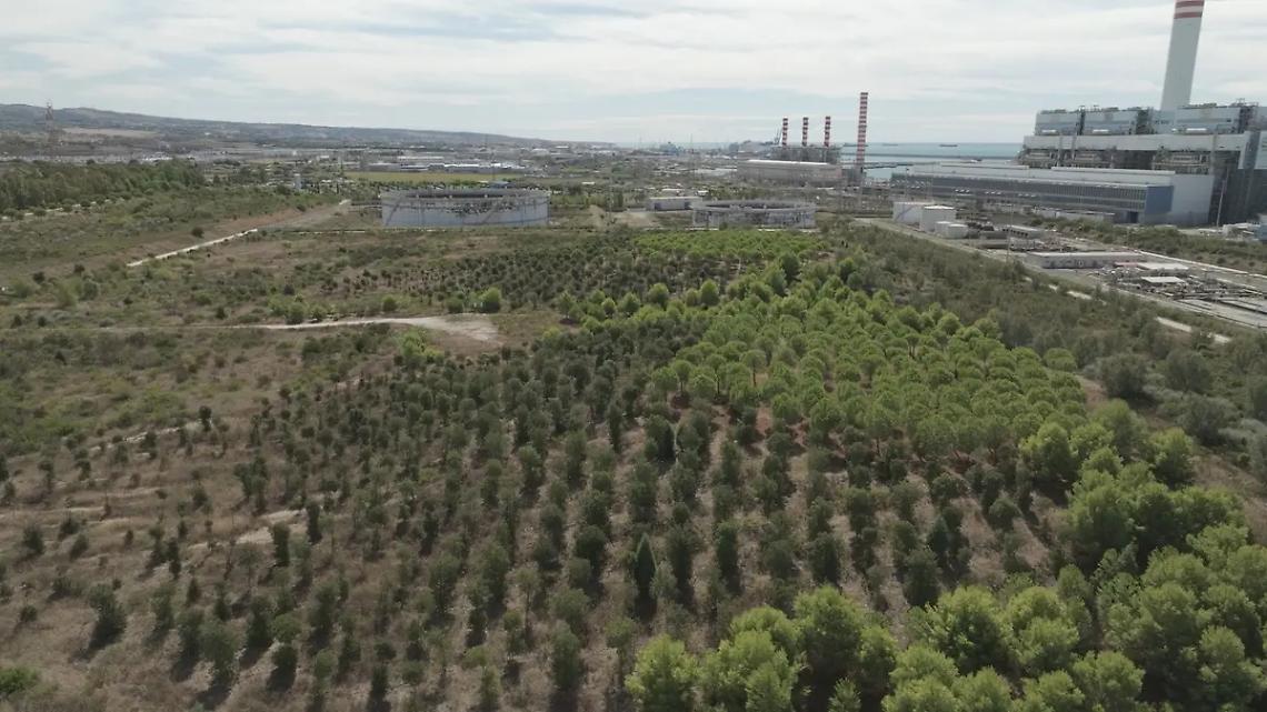 Salviamo il bosco Enel, il comitato chiede risposte chiare
