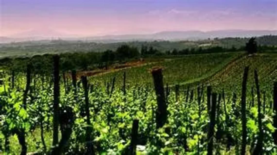 Un percorso di sei chilometri lungo i sentieri del vino