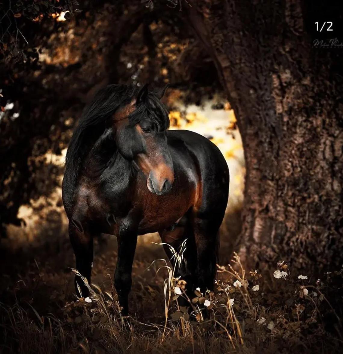 &ldquo;Tuono del Ferrone&rdquo; unico cavallo tolfetano alla Fiera Cavalli di Verona