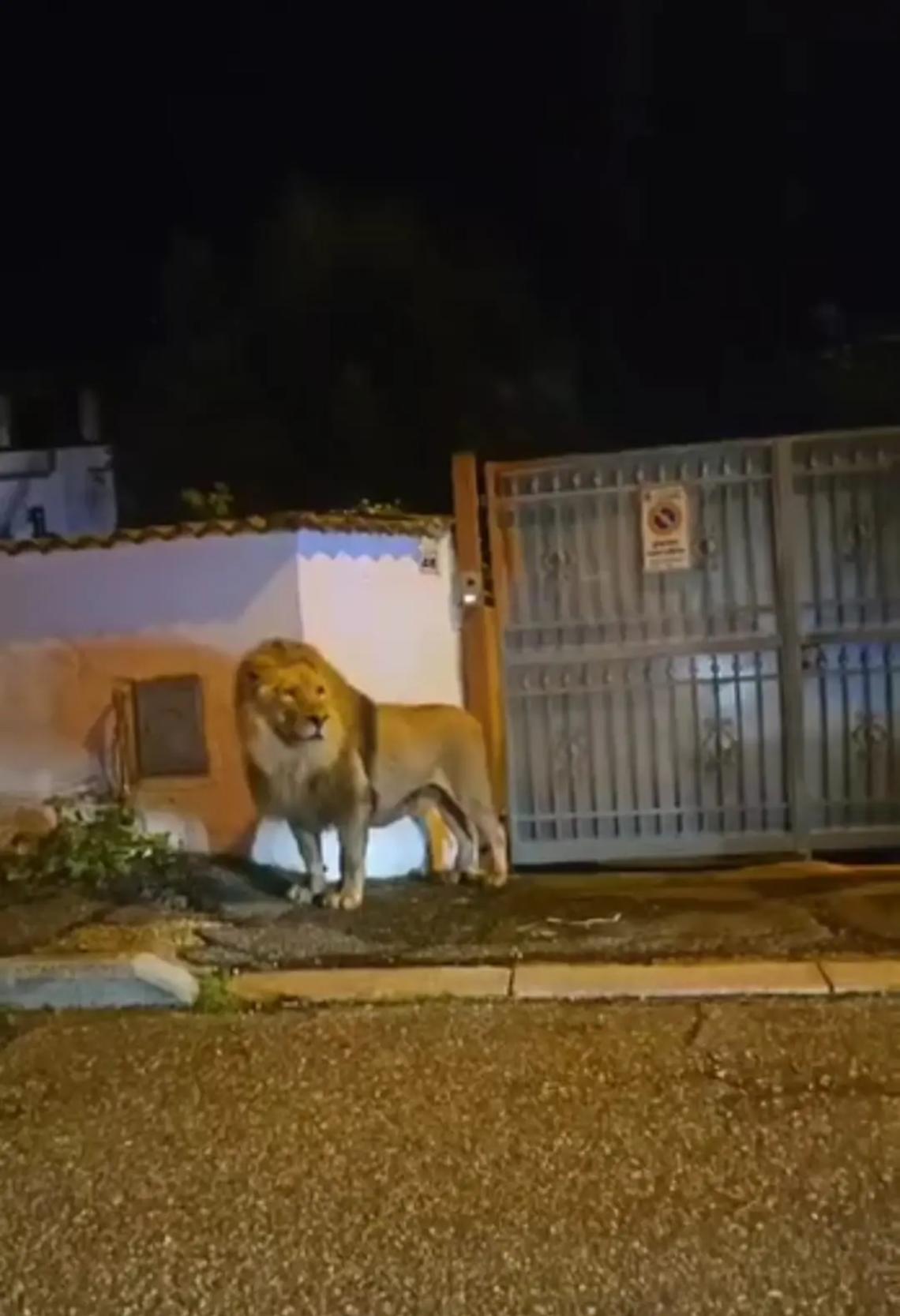 Un anno fa la fuga di Kimba, il leone pi&ugrave; famoso del mondo