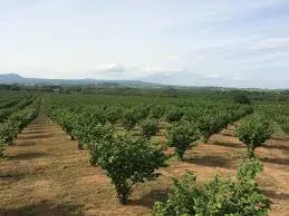 Nocciole, la soluzione nella lotta integrata