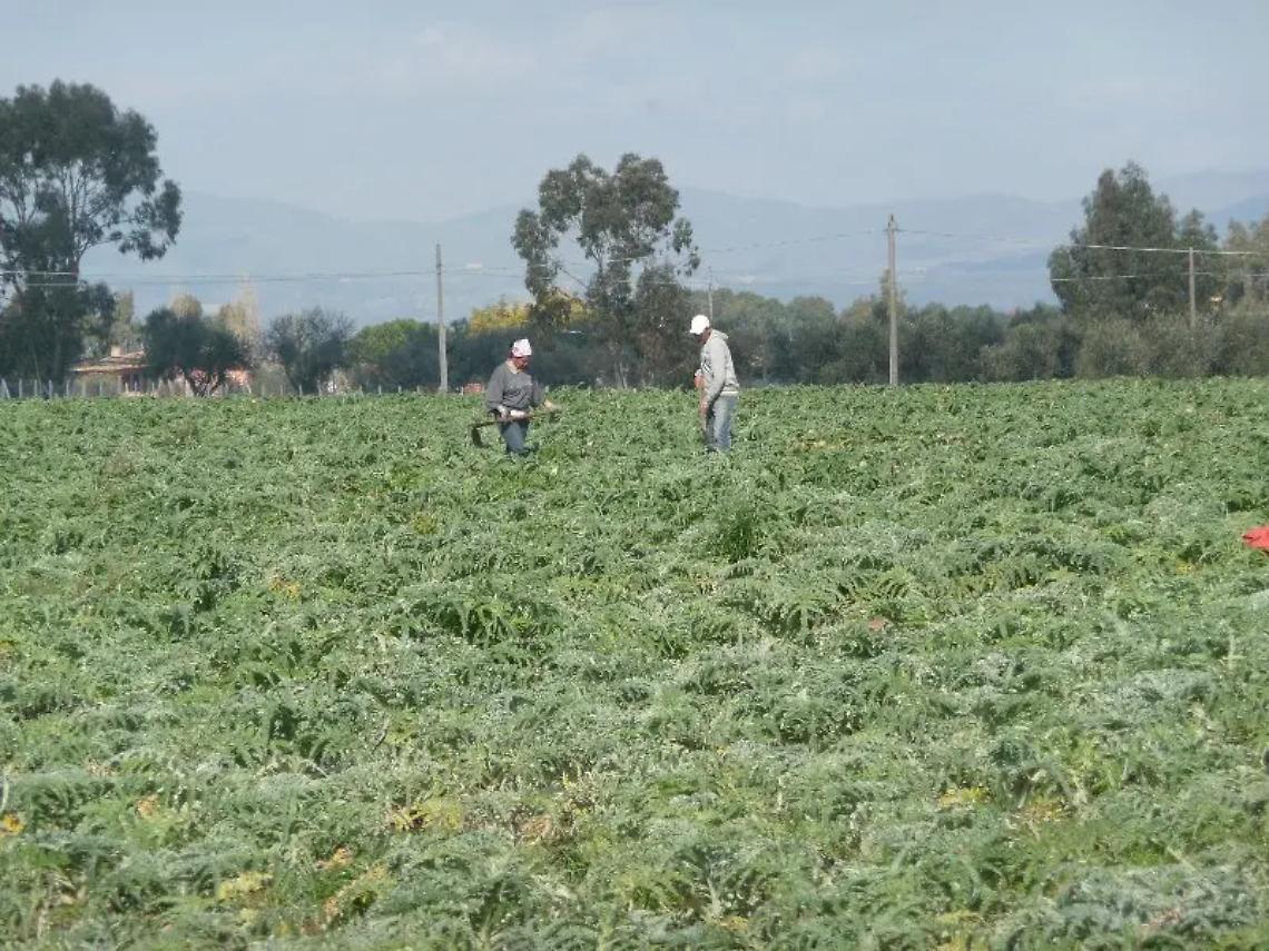 Raccolti in rovina ma non ci sono bonus