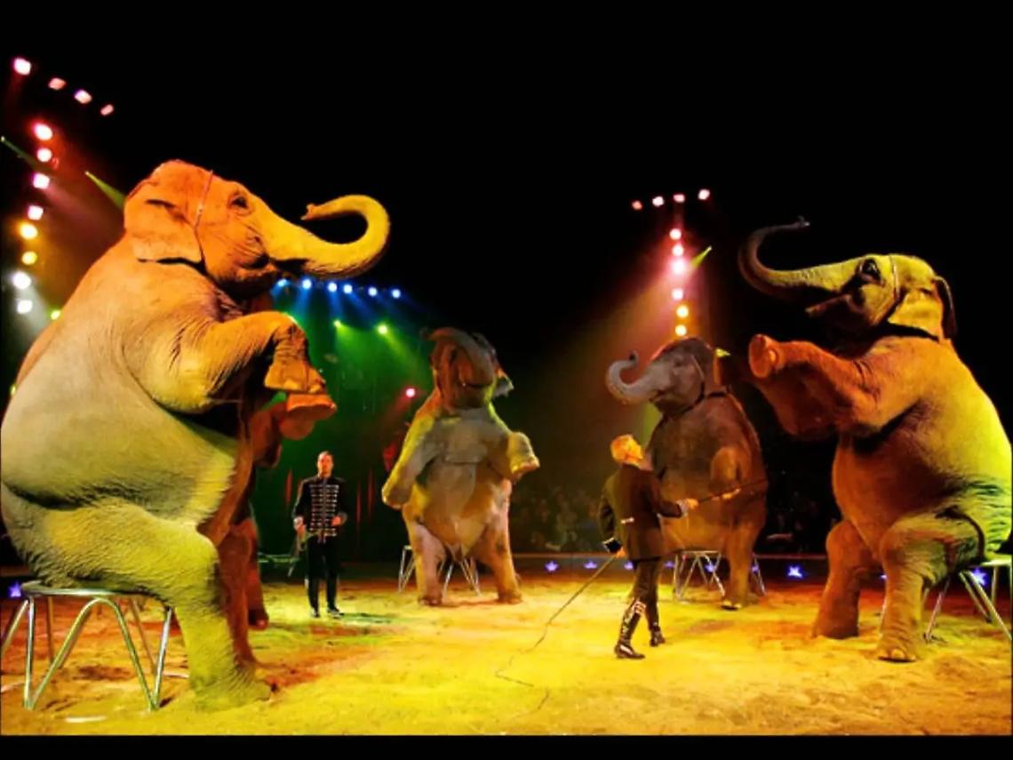 Niente circhi con animali in citt&agrave;: la richiesta della lista Grasso