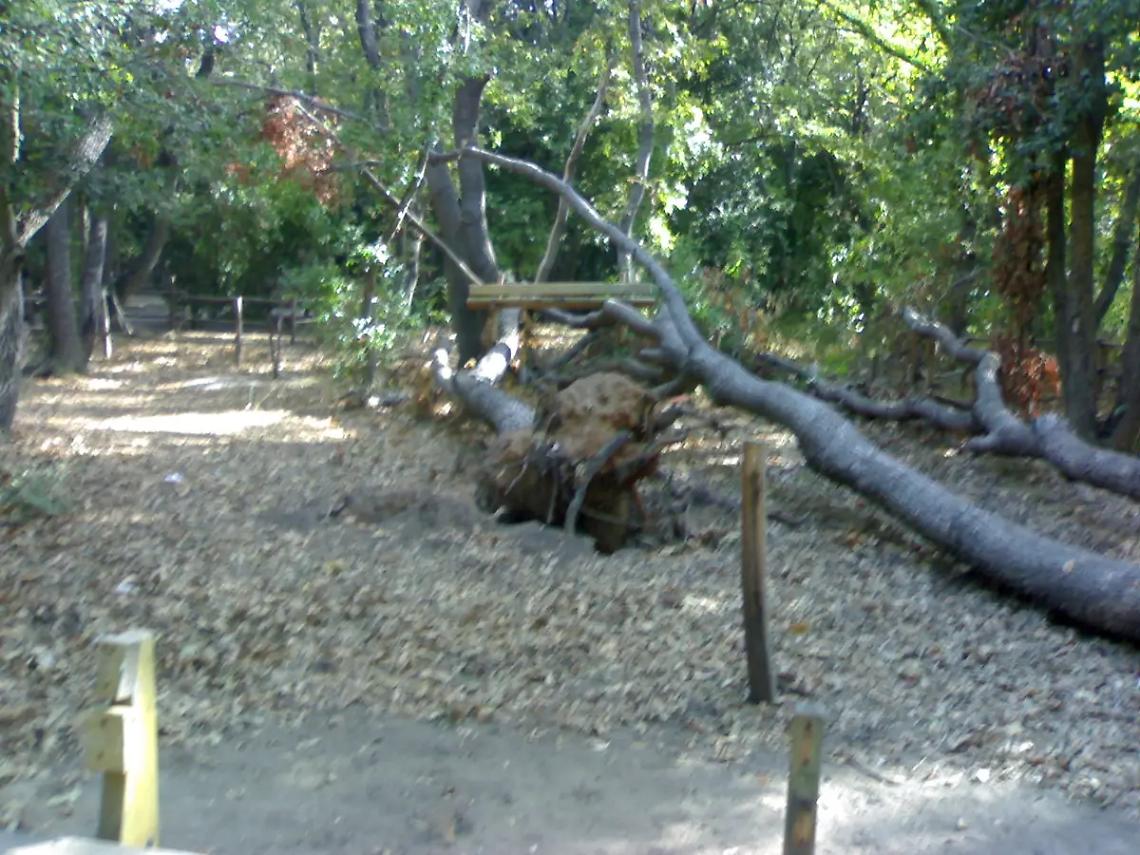 Bosco malato, pronto un piano per riaprirlo