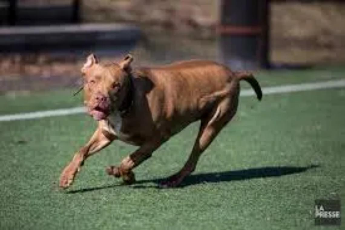 &laquo;Il mio cagnolino aggredito da un pitbull libero&raquo;