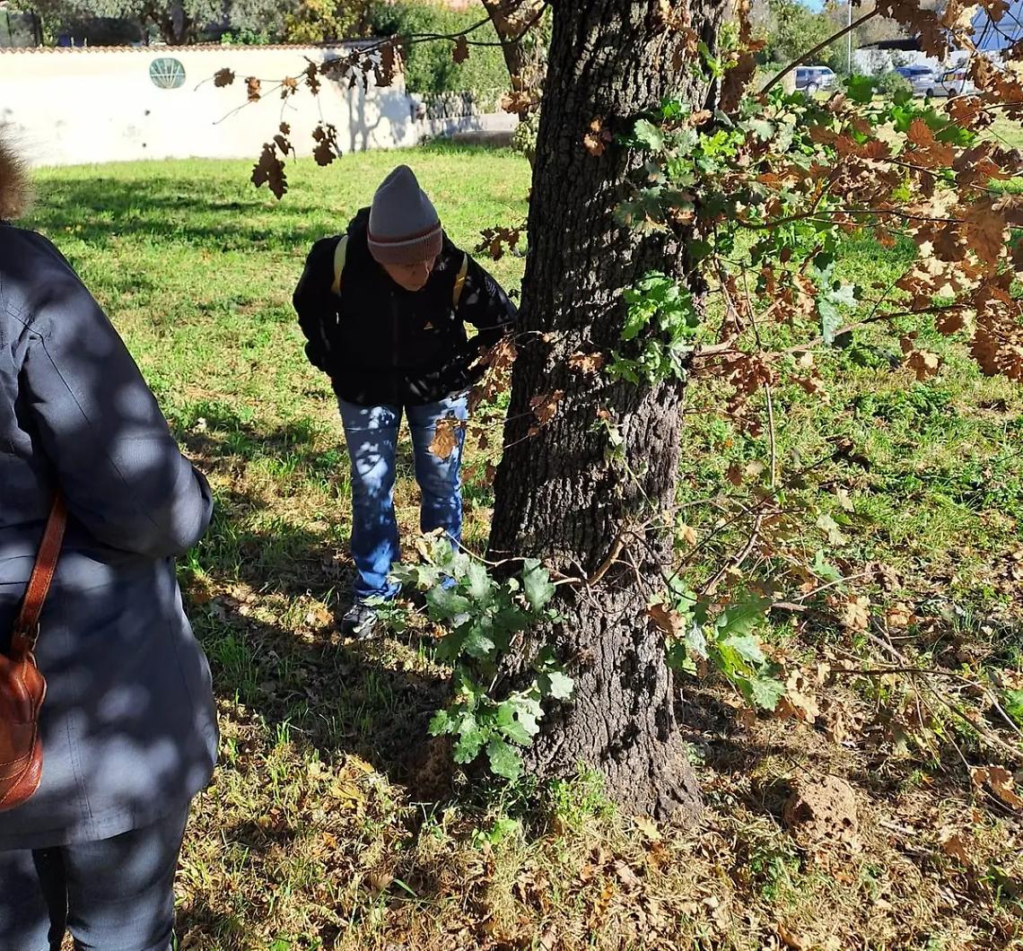 Bosco malato, al via lo screening della Regione per salvare le piante