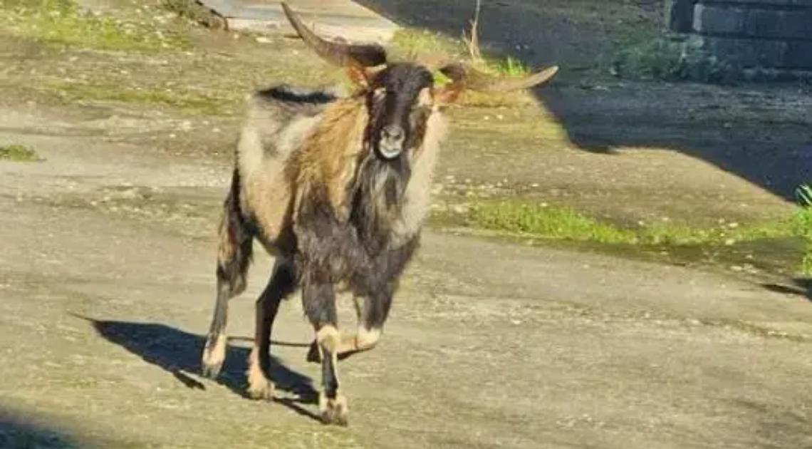 Becco a spasso per Vasanello: scongiurato l&rsquo;abbattimento. Soddisfatto il sindaco Vestri