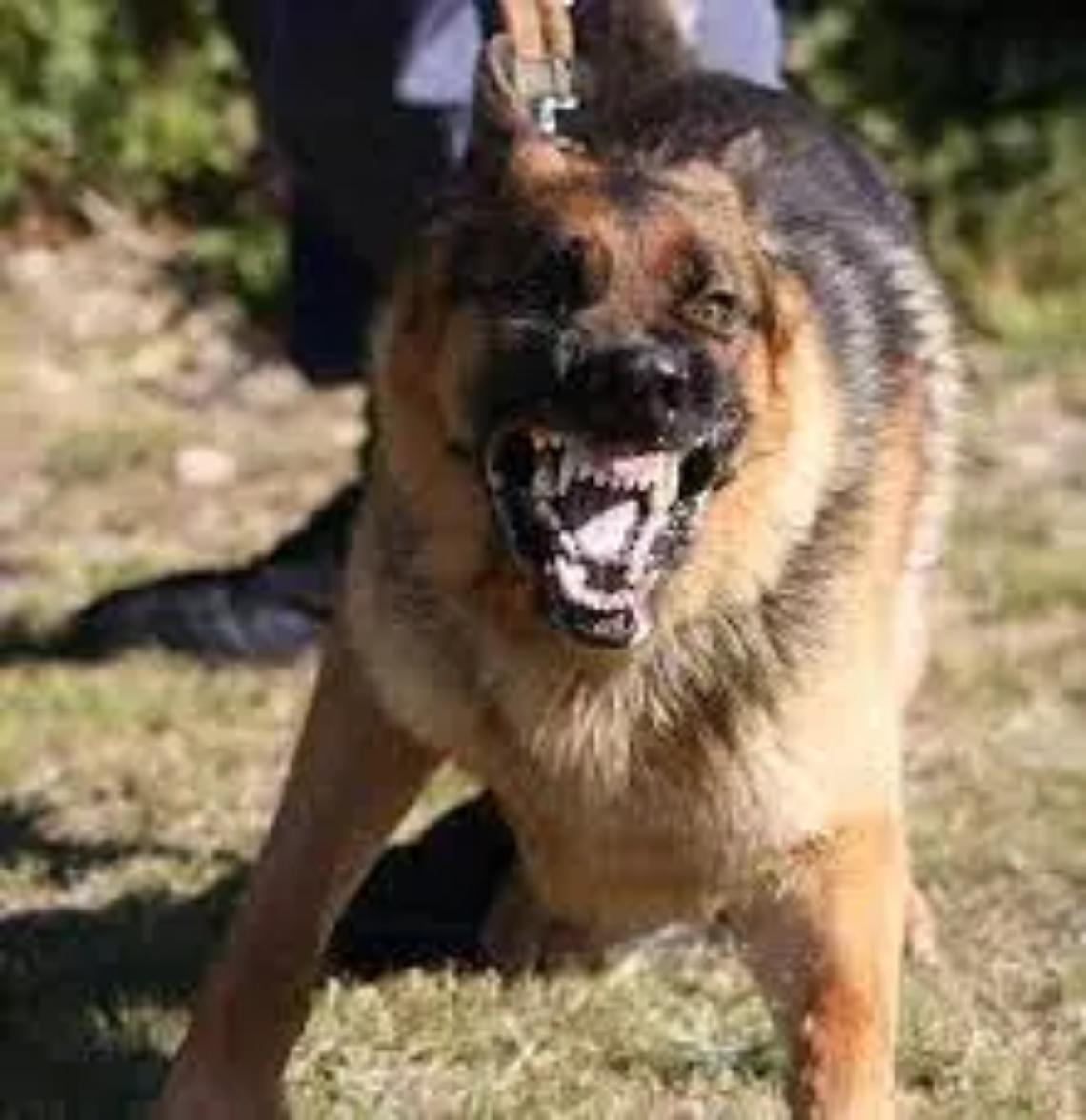 Cane e padrone azzannati da un pastore tedesco