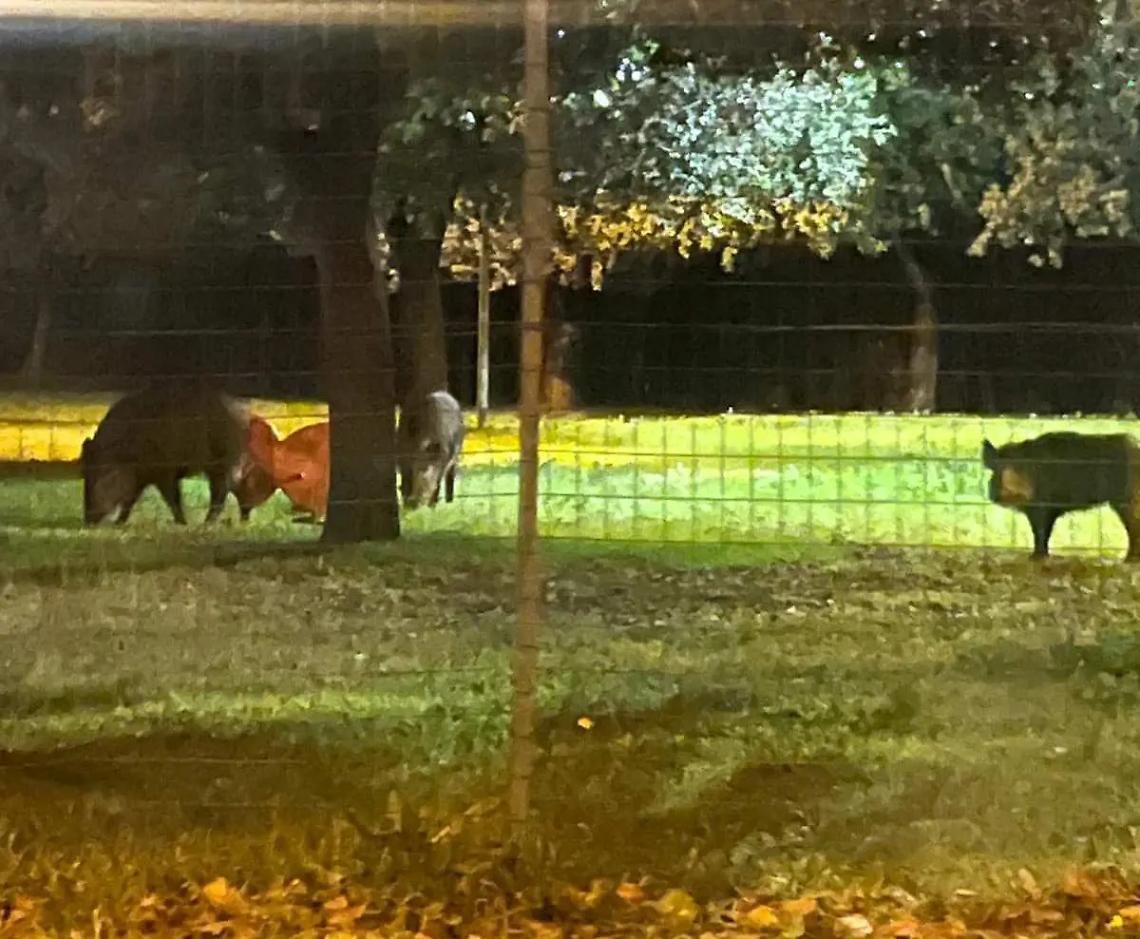 I cinghiali tornano a occupare i giardinetti