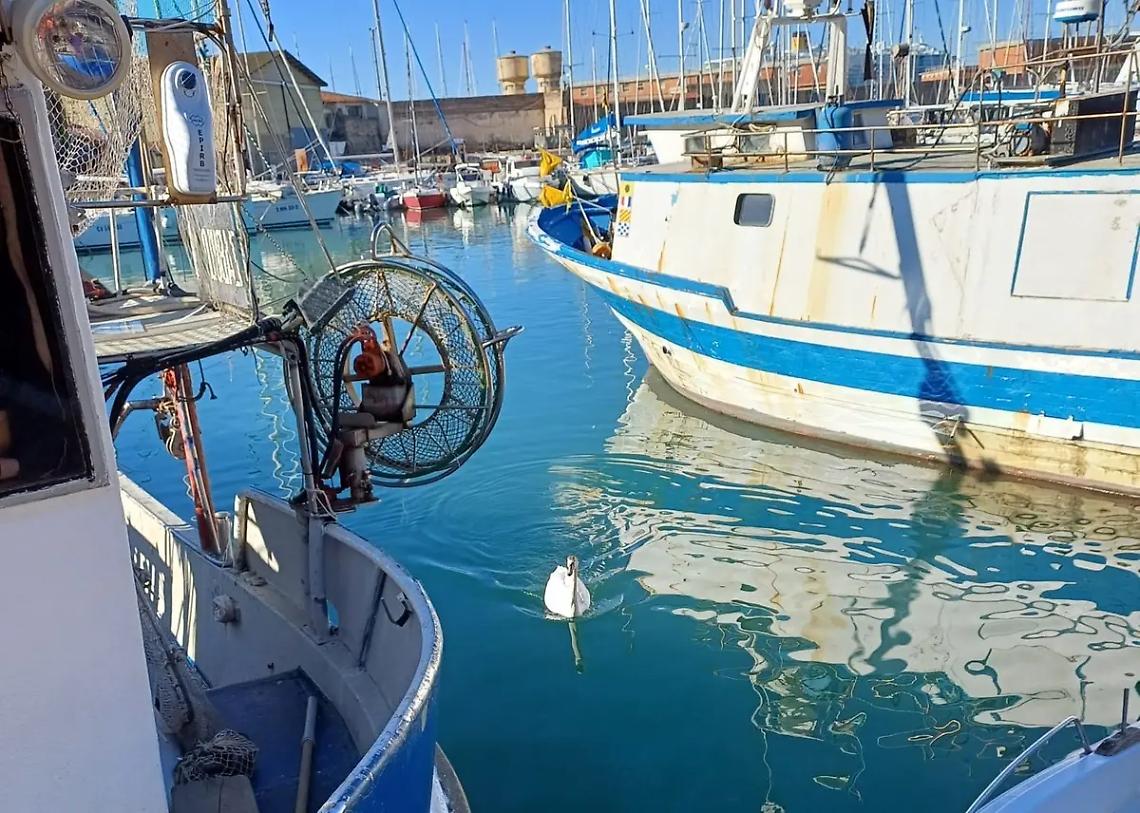 Tornano i cigni alla Darsena Romana