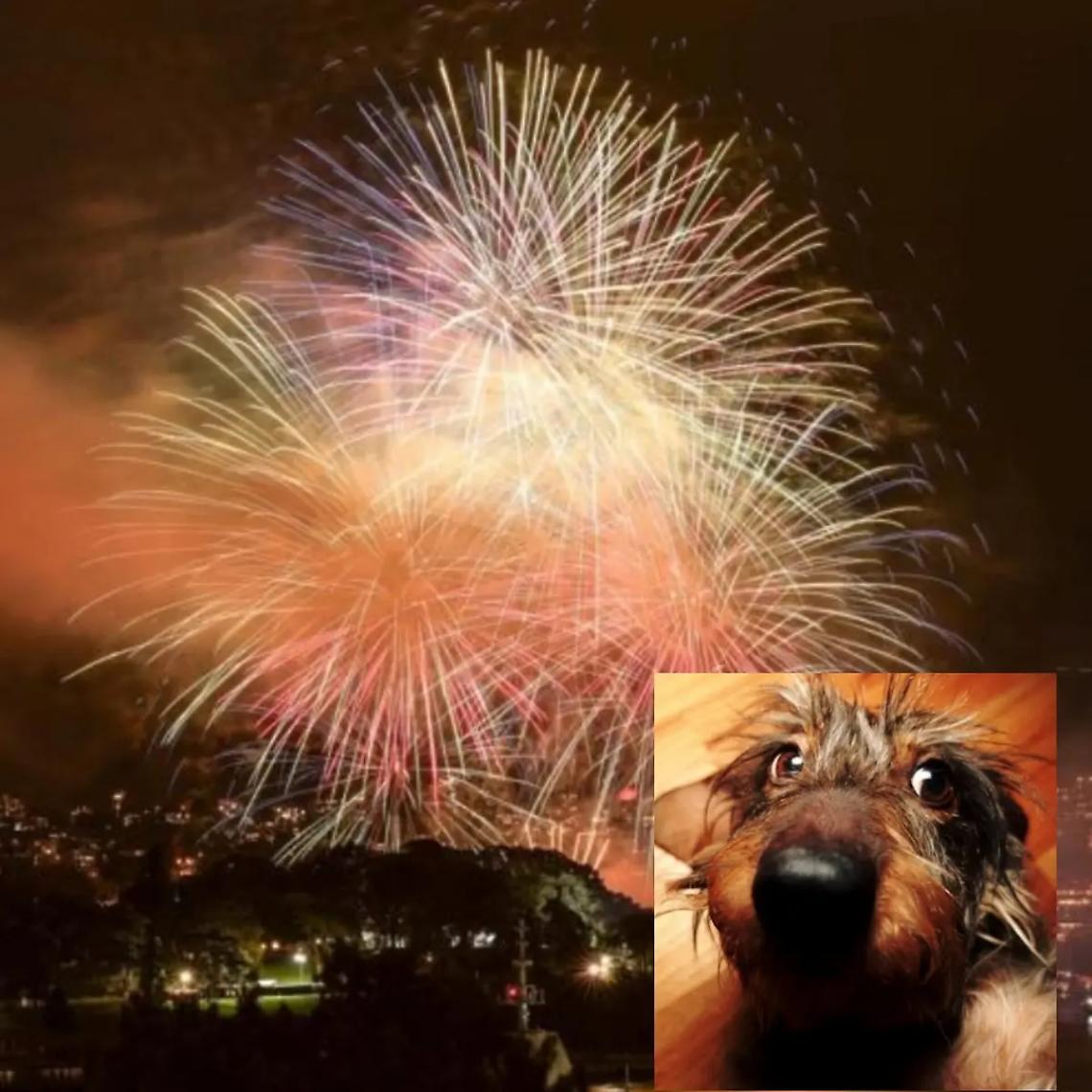 Botti di San Silvestro, come proteggere gli animali domestici