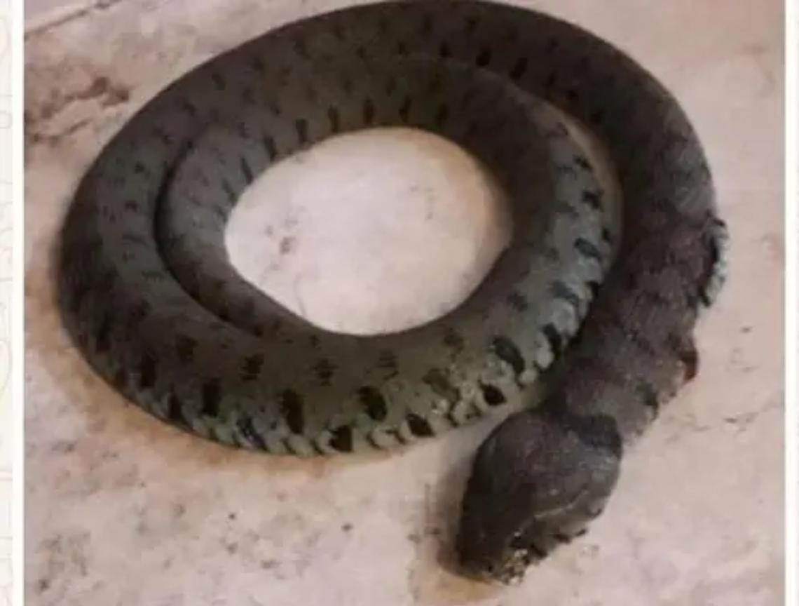 A tu per tu con un serpente: &laquo;Era sull&rsquo;uscio di casa&raquo;