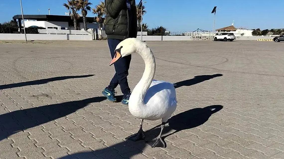 Cigno a &ldquo;passeggio&rdquo; fra i cittadini