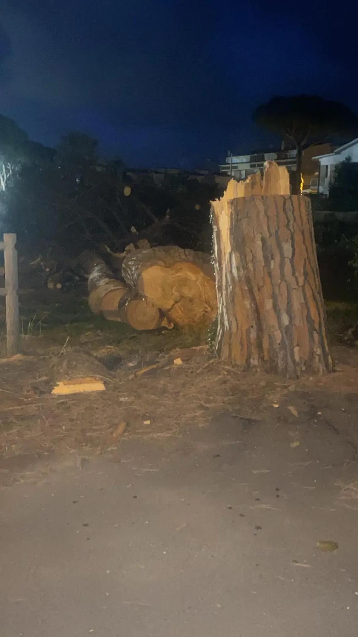 Abbattuti altri pini al Lido di Tarquinia