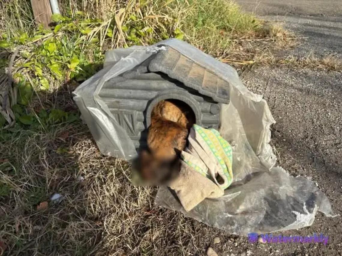 Uccisi e gettati via: destino atroce per 5 cuccioli