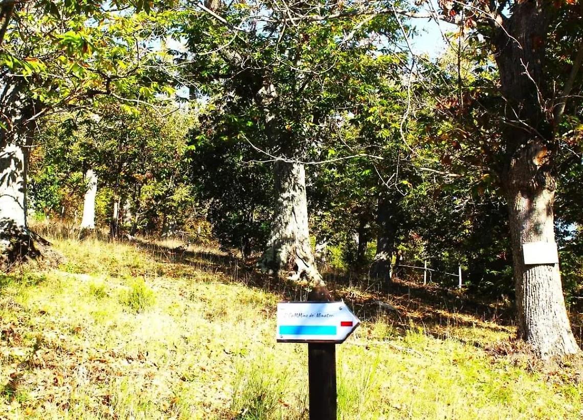 Passeggiata tra i fitti boschi di castagno e corbezzolo