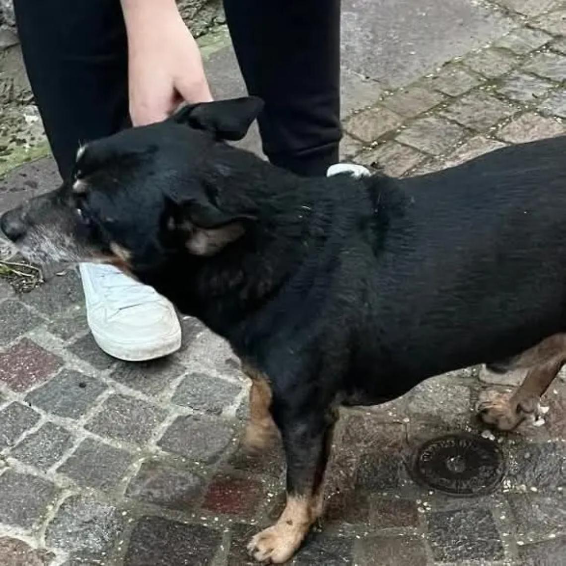 Cagnolino cerca casa, l&rsquo;appello di &ldquo;Emergenze pelose&rdquo;