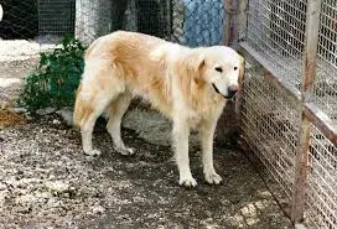 Randagi, il Comune cerca canili attrezzati