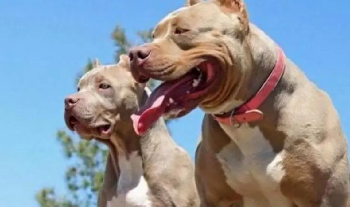 Aggressione pitbull a Focene: operazione di monitoraggio della Polizia locale e della Asl