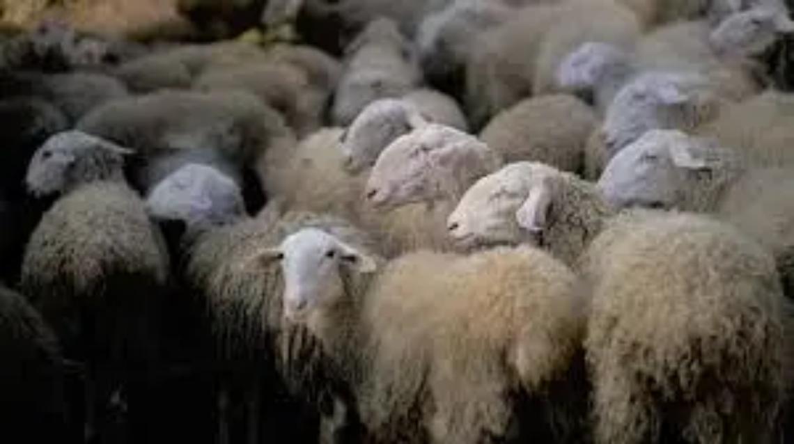 &ldquo;Mucca pazza&rdquo; delle pecore, abbattuti 300 ovini nella Tuscia