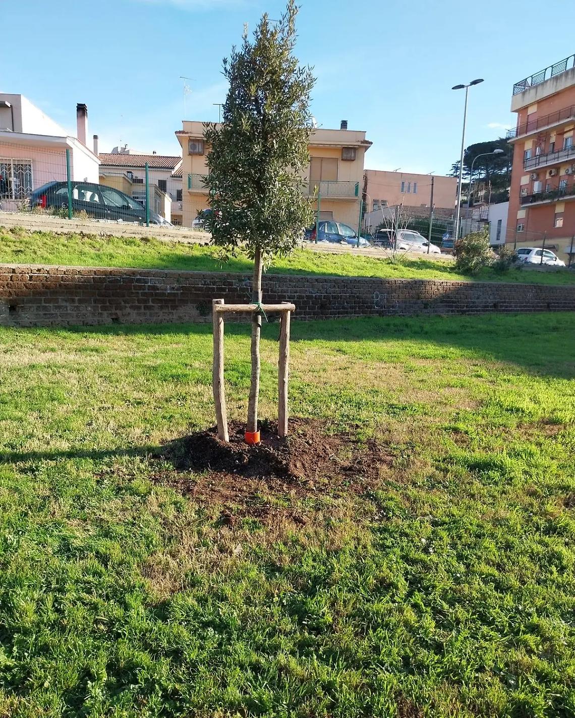 Piantumati 24 nuovi alberi, il territorio etrusco &egrave; pi&ugrave; green