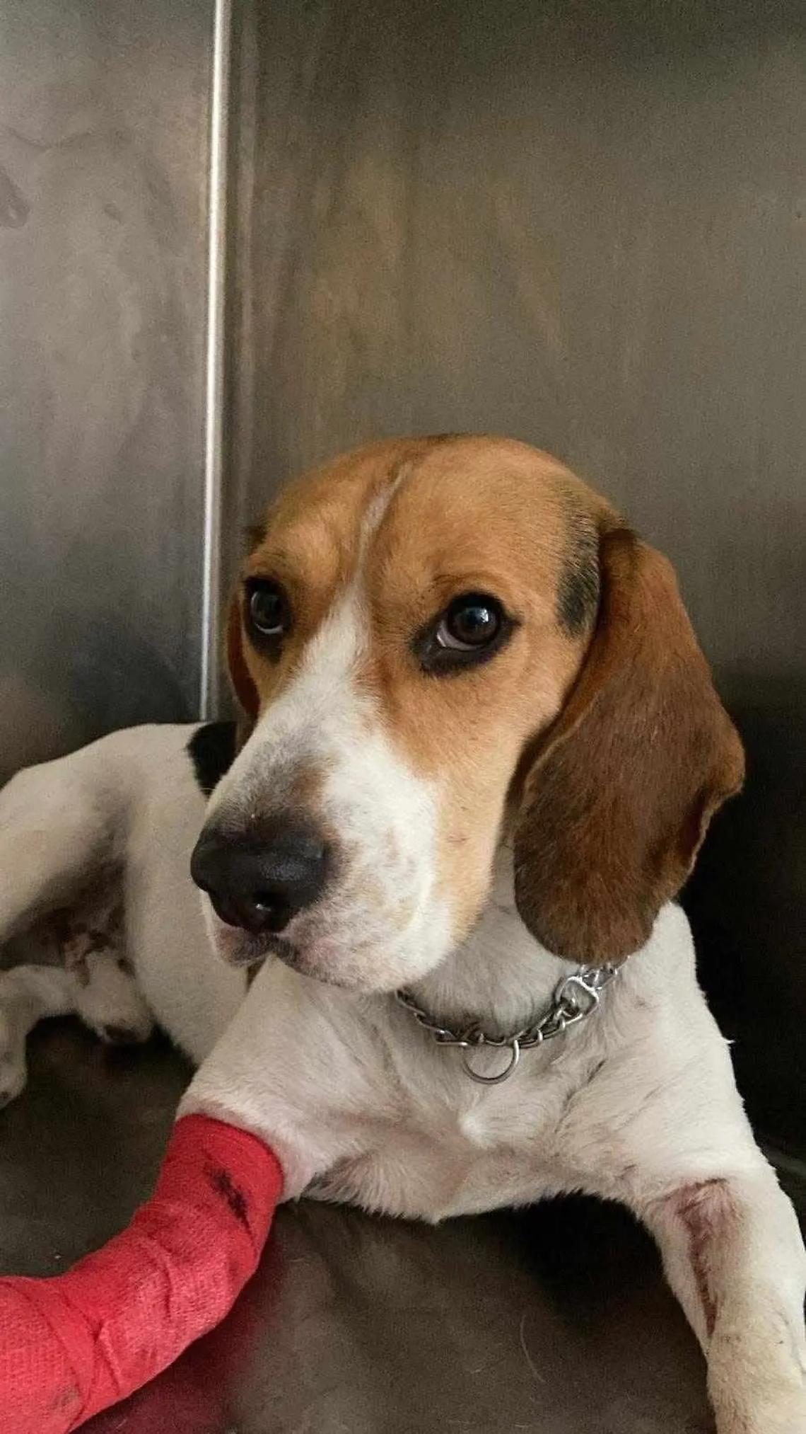 Una colletta per operare Aron che cerca una famiglia dove vivere