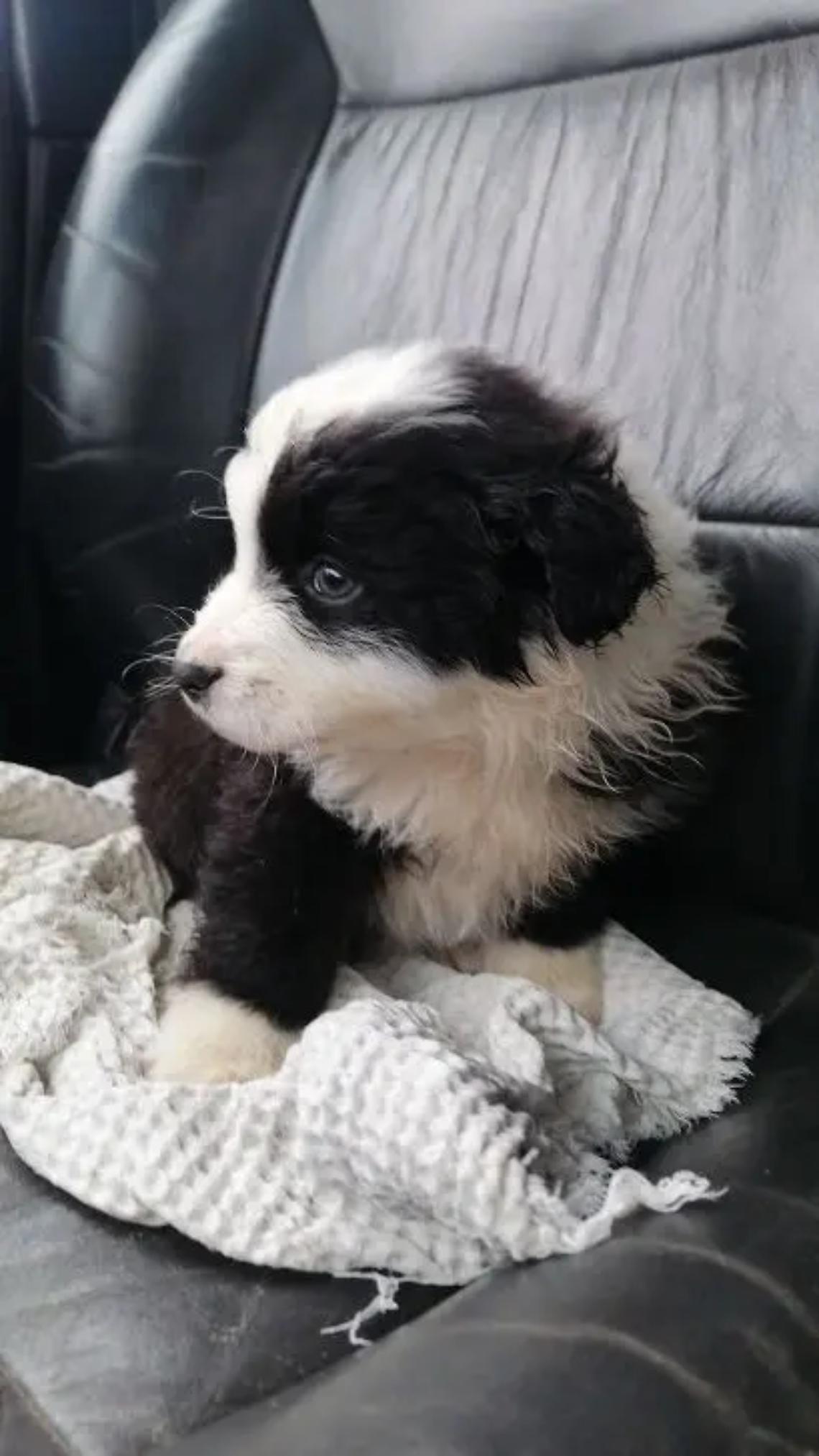 Cucciolo in strada: salvato