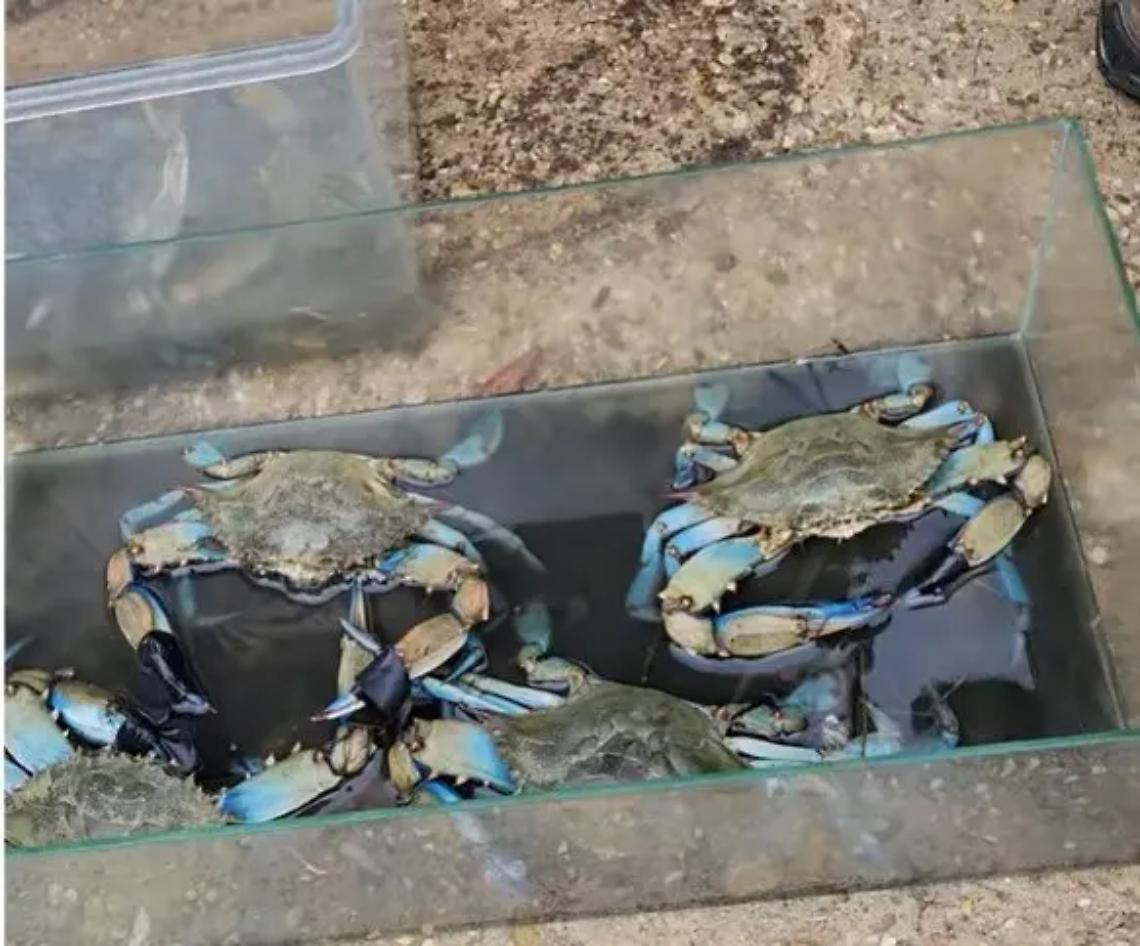 &laquo;Predatori naturali contro i granchi blu&raquo;