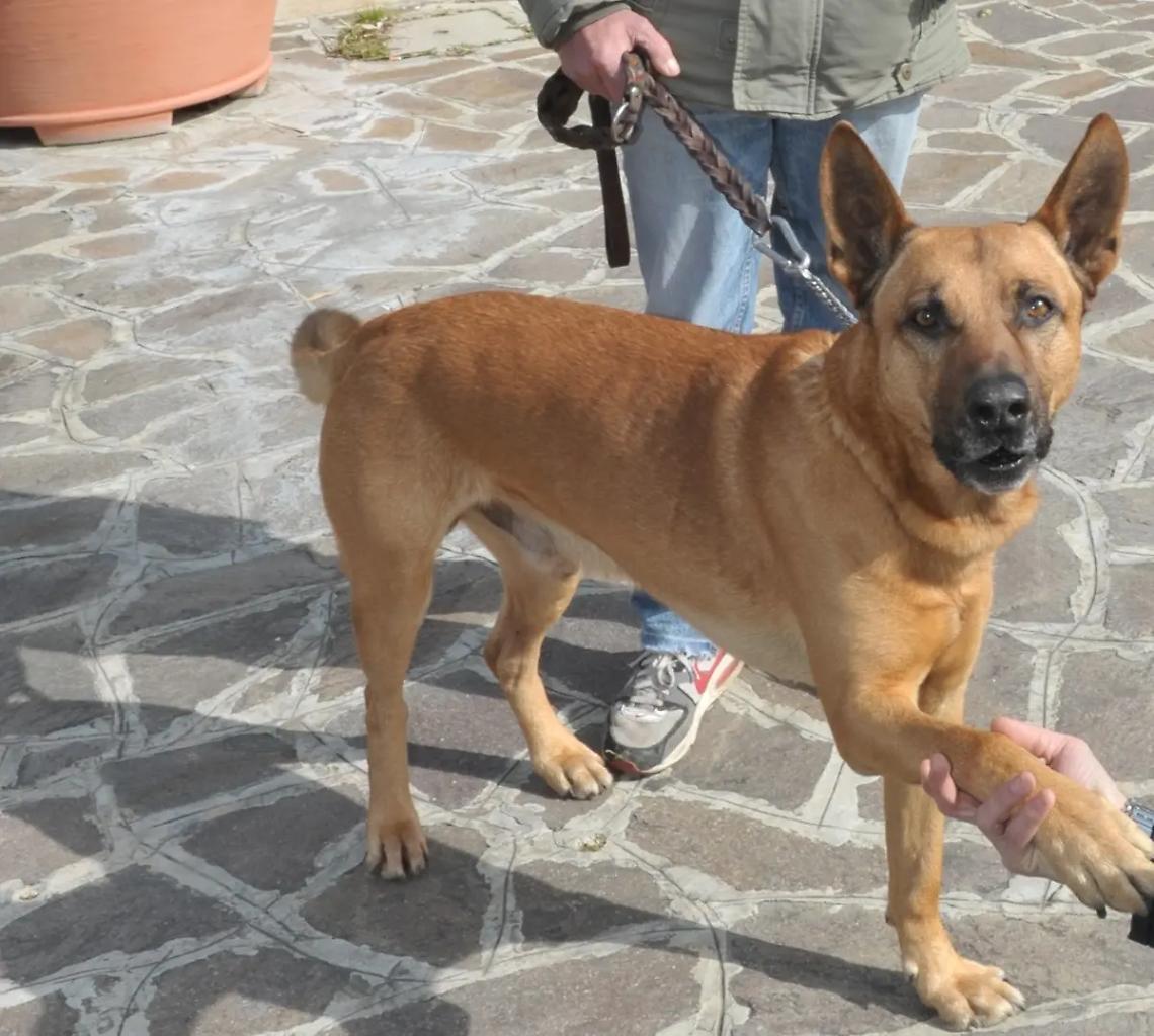 &laquo;Il problema della sicurezza e del decoro non sono i cani&raquo;