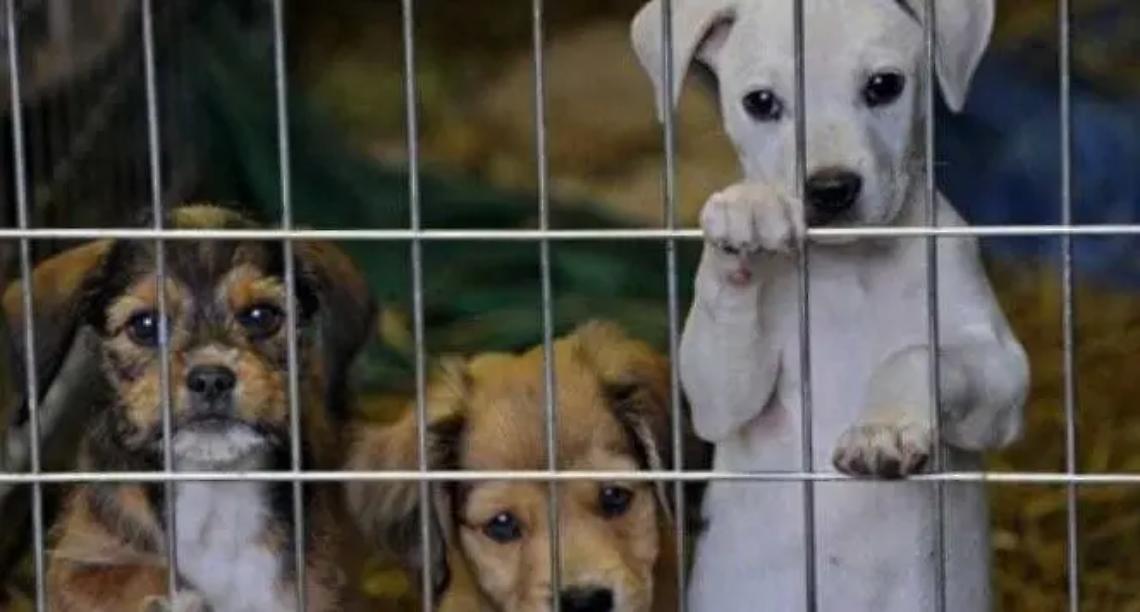 &laquo;Cinquantamila euro per il canile di Furbara&raquo;