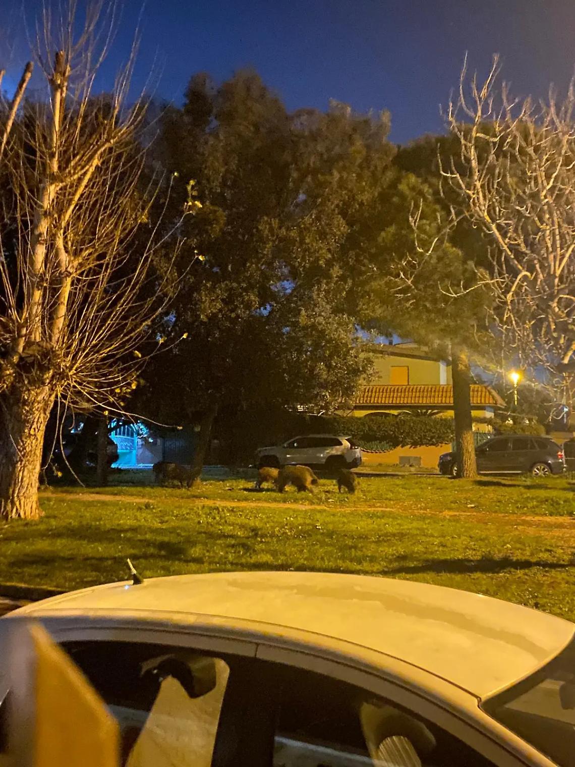 &laquo;Un grosso cinghiale mi ha inseguito&raquo;