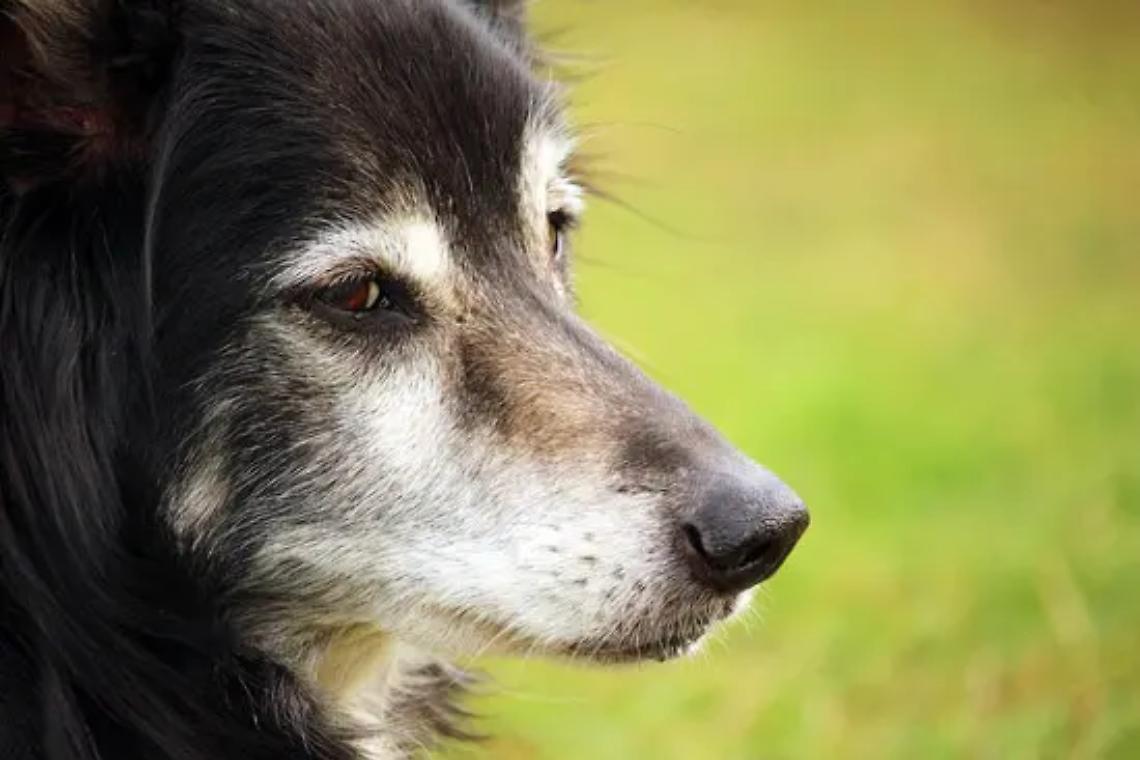 Cani, Olimpieri chiede quali siano i progetti del Pincio