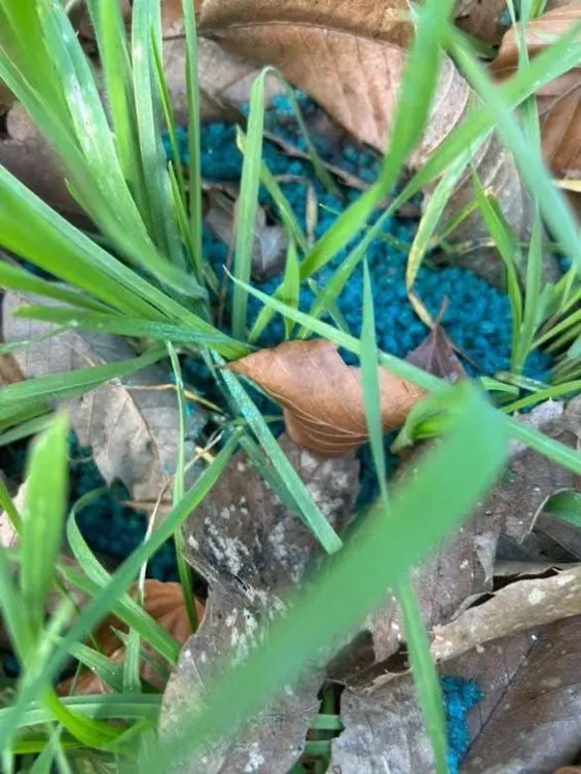 Bocconi avvelenati alla Castellina: &ldquo;Emergenze pelose&rdquo; lancia l&rsquo;allarme