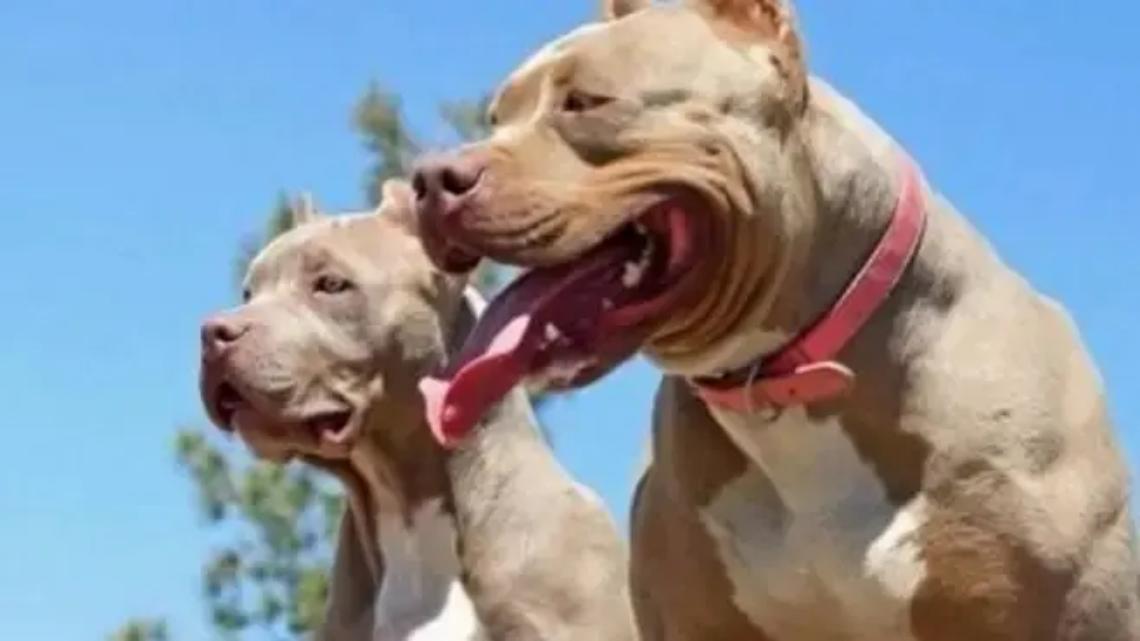 Pitbull seminano il panico a Focene