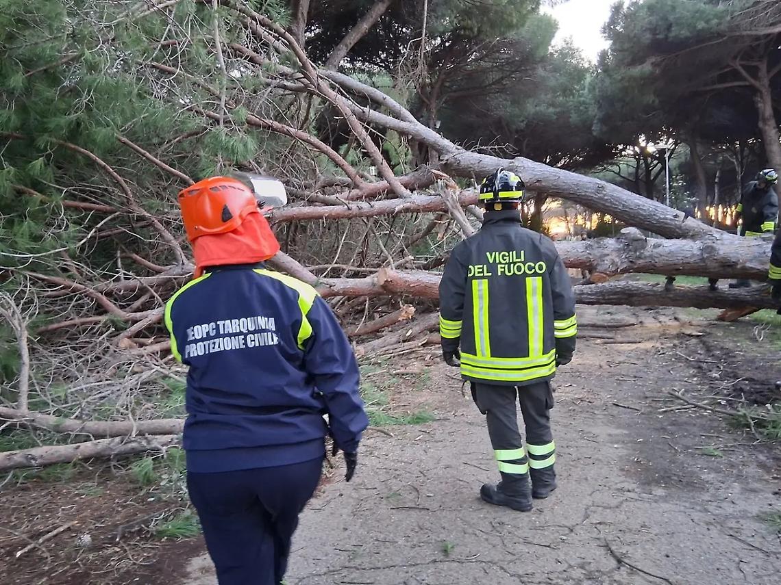 Caduto grosso albero a Riva dei Tarquini