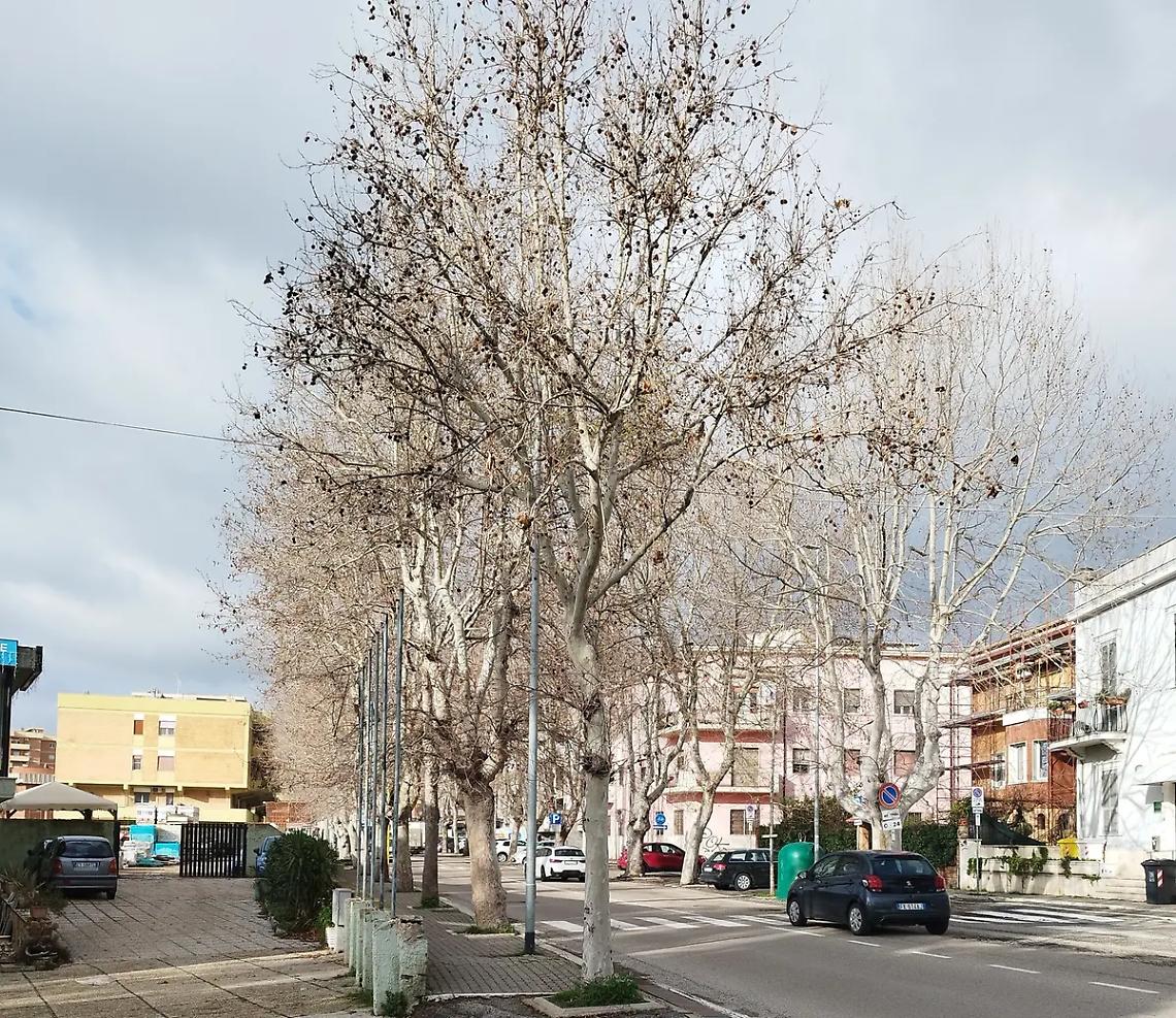 Platani di viale Baccelli, i residenti sollecitano un intervento