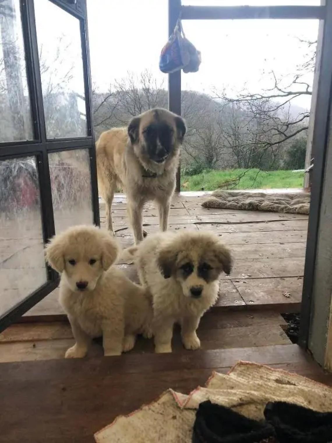 Tre cagnolini cercano famiglia