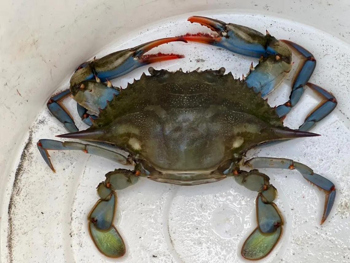 Caccia ai granchi blu: hanno invaso la palude