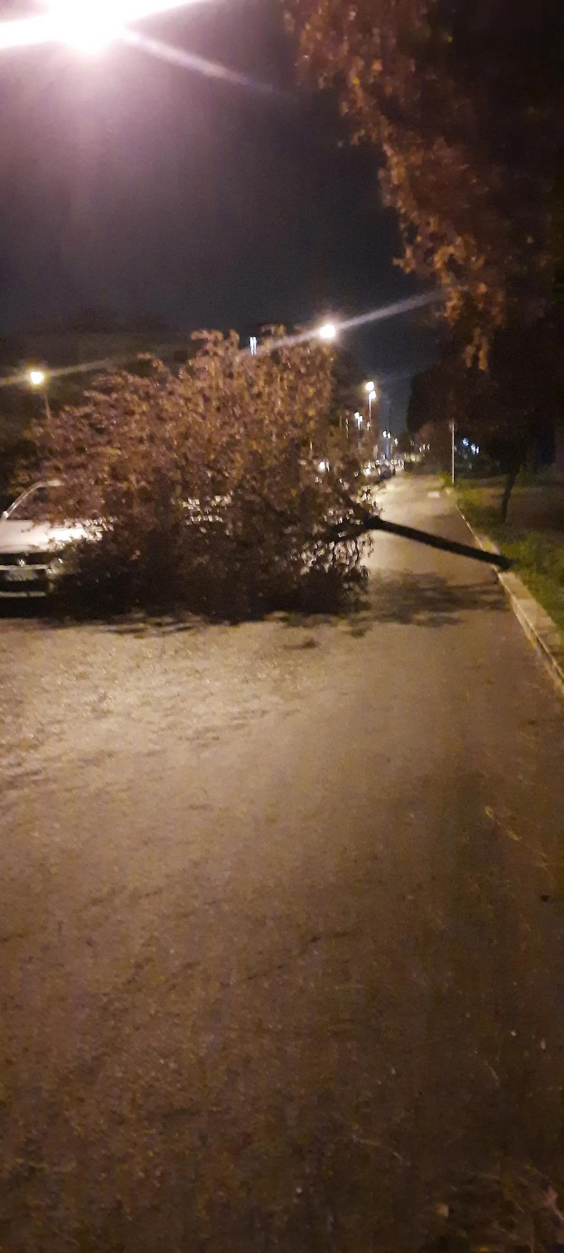 Maltempo, cade albero in via Claudia