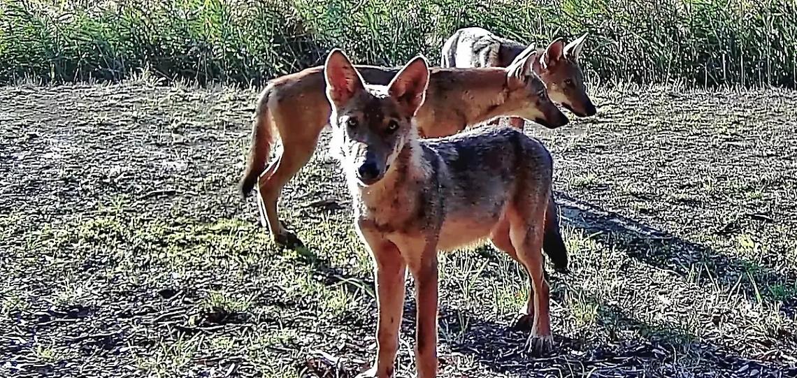 Il lupo sul litorale romano