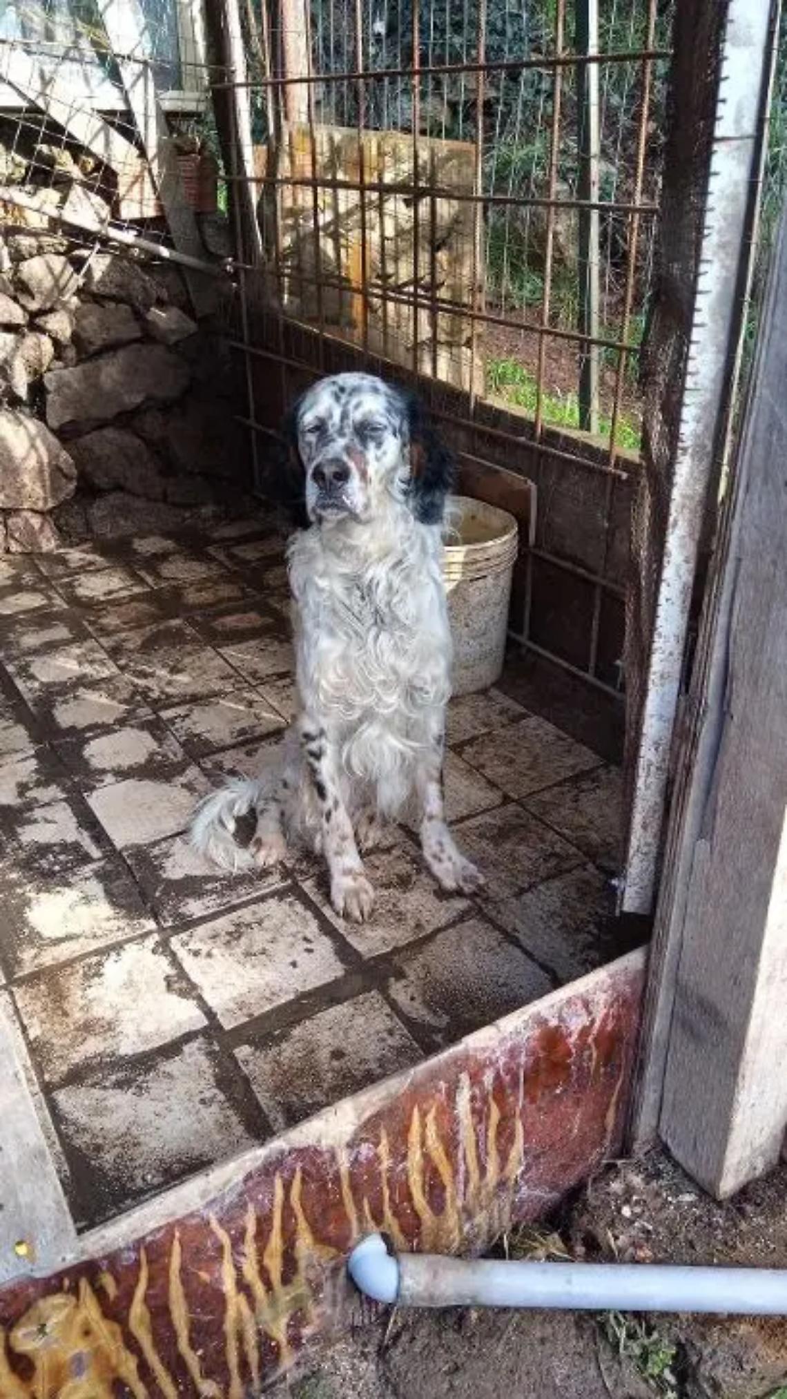 Cane smarrito ad Allumiere, la famiglia lo cerca
