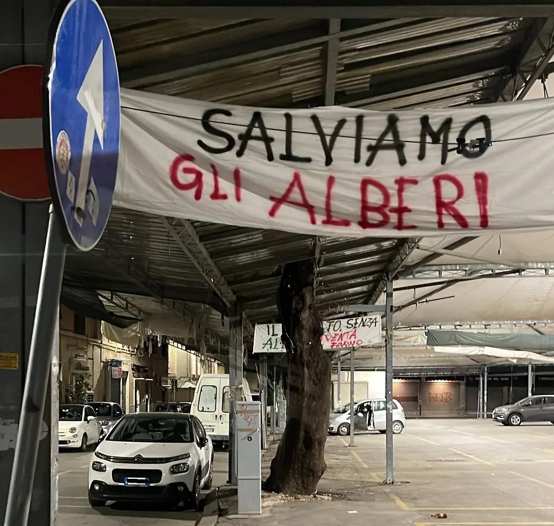 Mercato, la nuova perizia salva quattro alberi