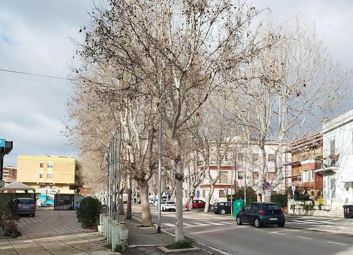 Al via da domani le potature su viale Baccelli